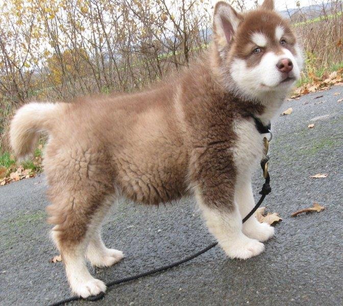 Danko 9 Wochen 2 012